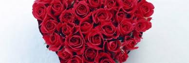 VDayRoses.jpg