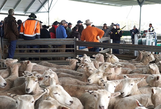 SCF+LIVESTOCK+17+03438a.jpg