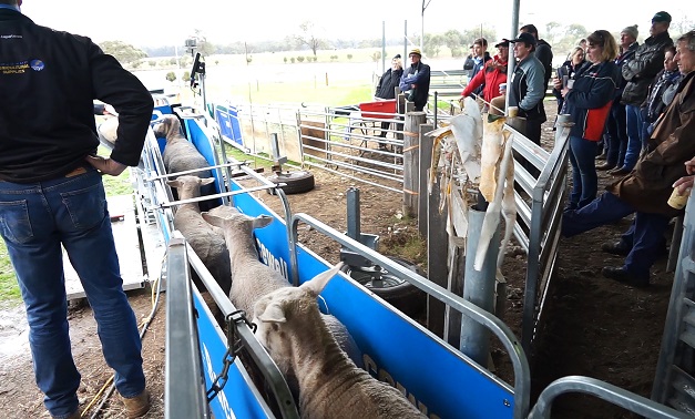 SCF+LIVESTOCK+17+1a.jpg
