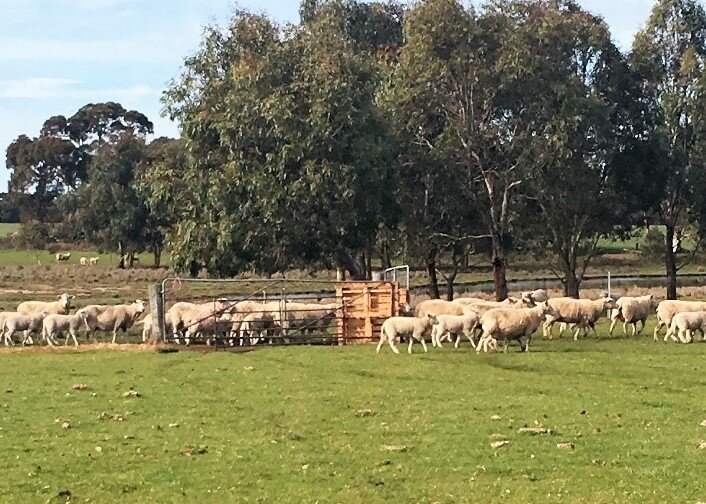 sheep through pedigreescan.jpg
