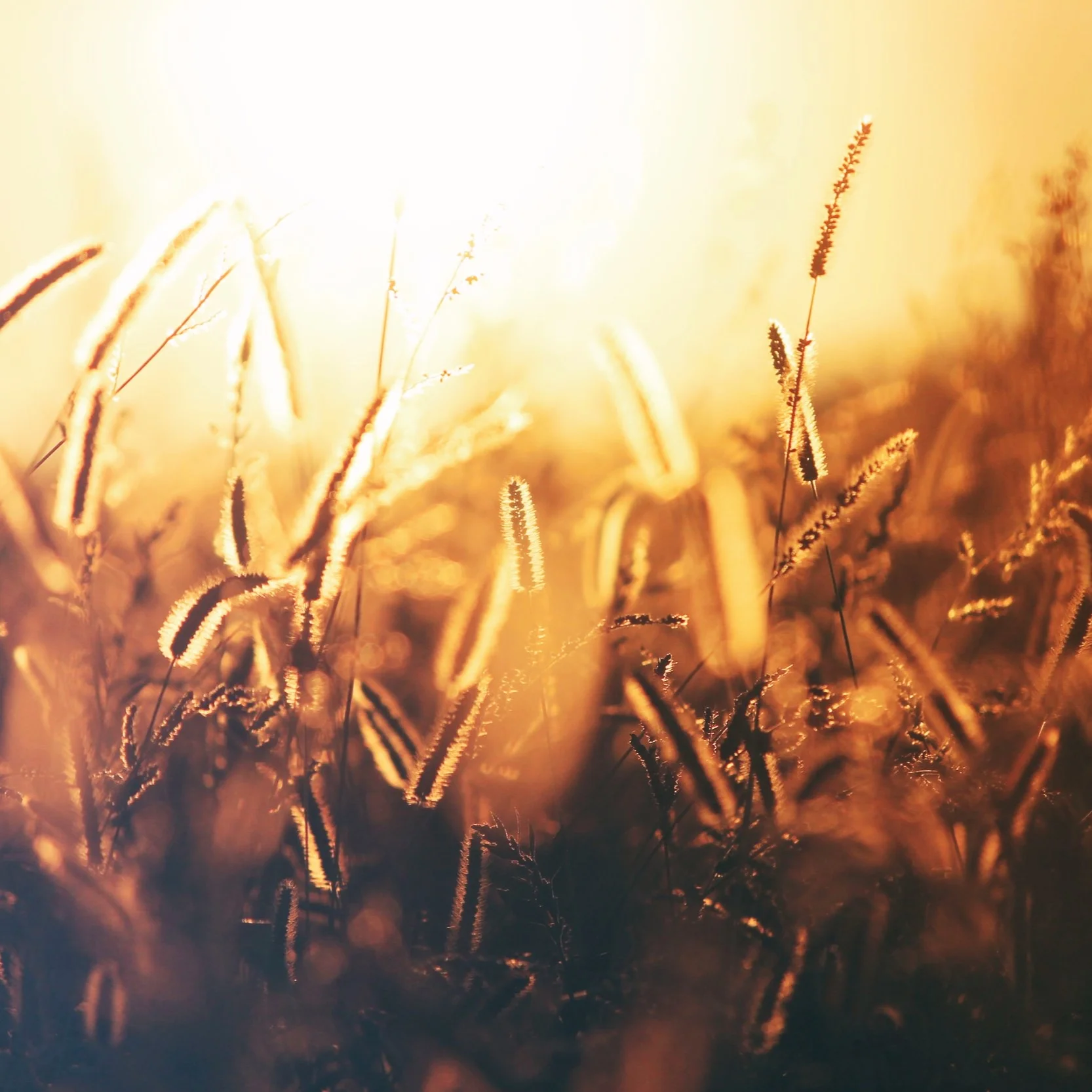 Kindergarten Harvest Week 