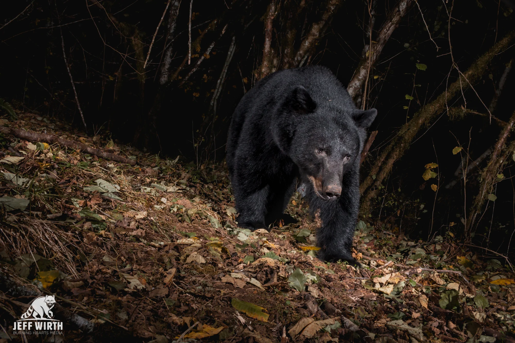 A large black bear strolls by in Washington state.