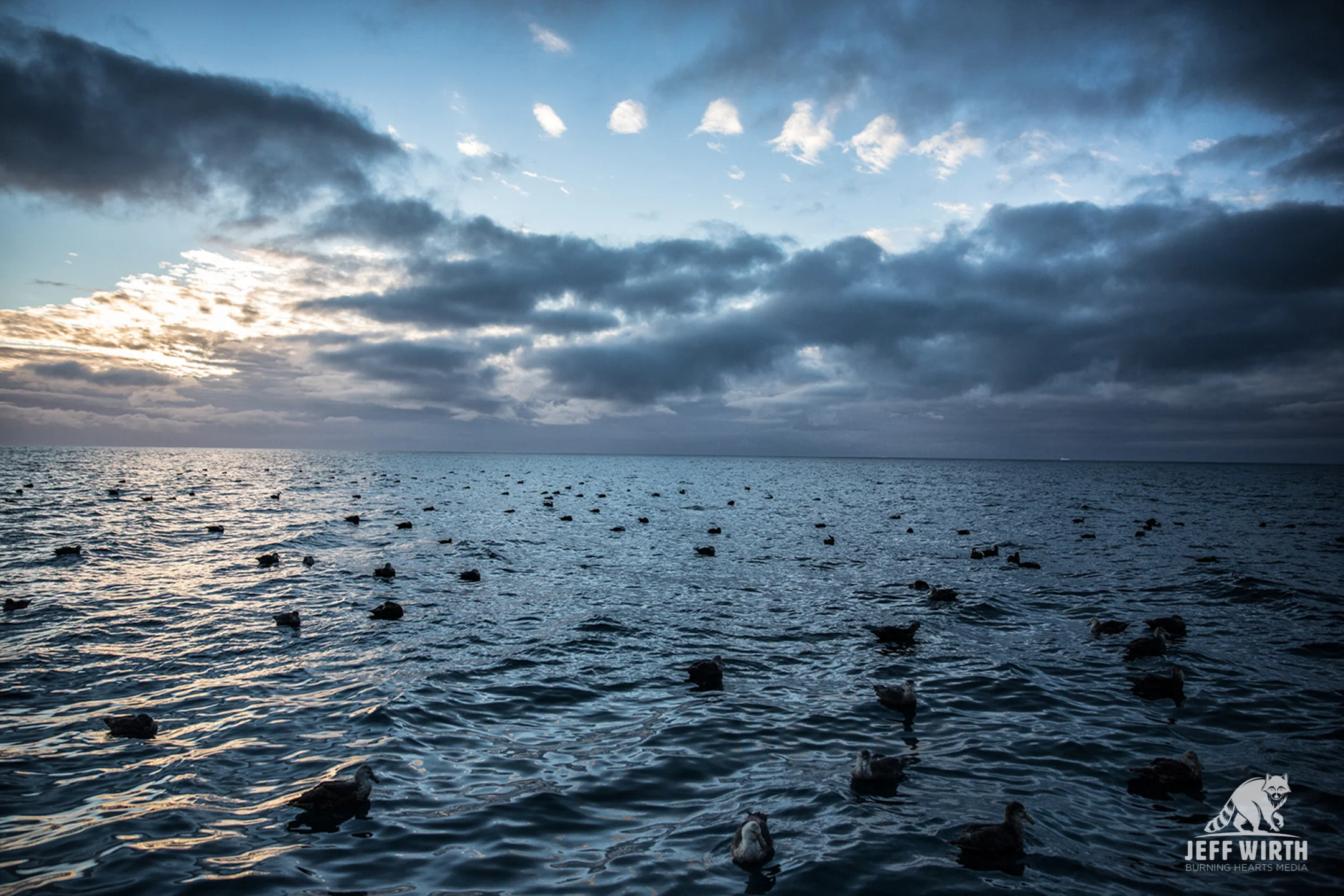 Giant petrels sit in the frigid Antarctic waters.