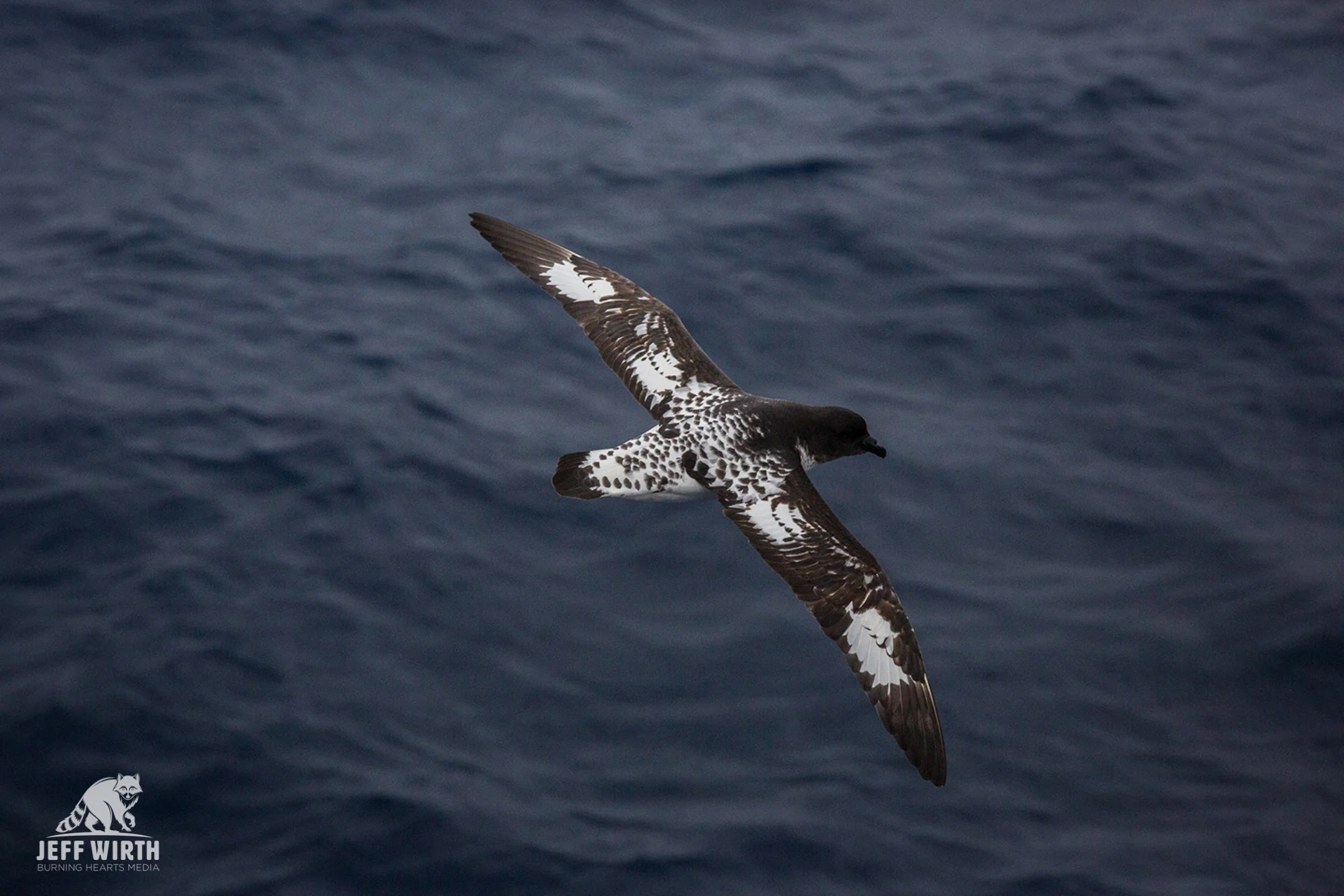 A Cape petrel soars over the Ross sea in Antarctica.
