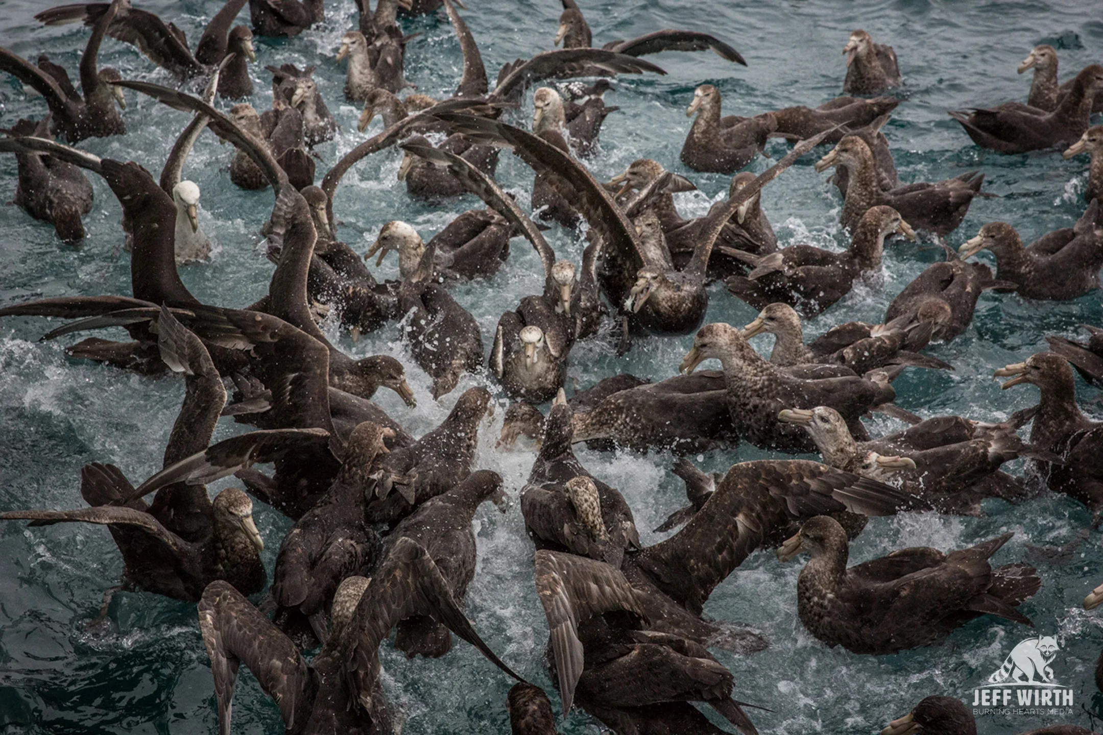 Giant petrels fight over Antarctic toothfish carcass, Southern Ocean, Antarctica.