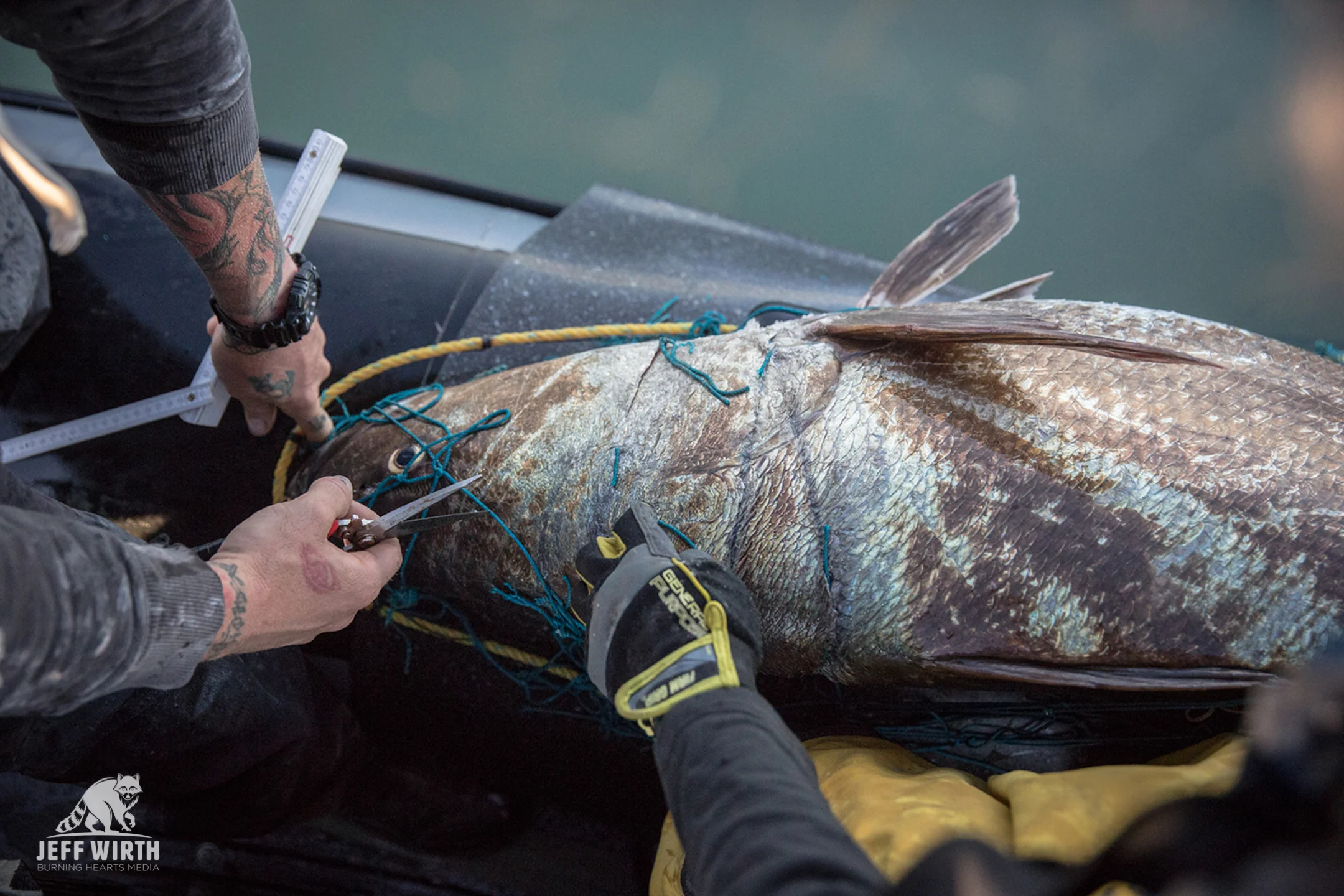 A dead endangered Totoaba fish is pulled out of an illegal gill-net. Gulf of California, Baja Mexico