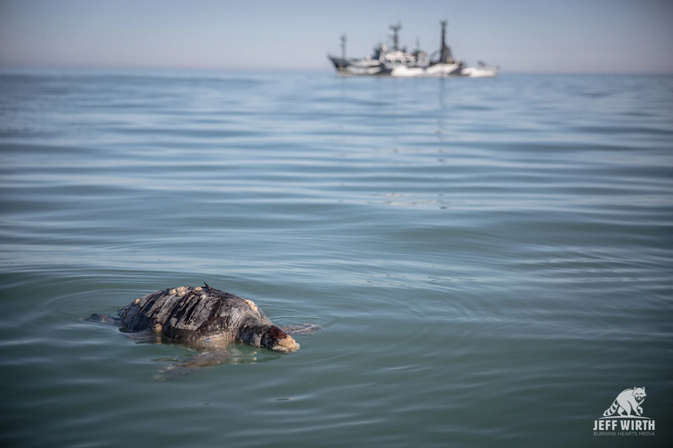 A dead sea turtle is discovered floating near by. Gulf of California, Baja Mexico