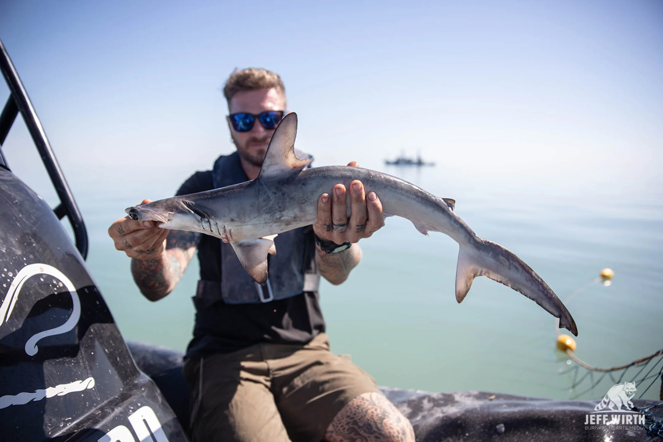 A dead juvenile hammer head shark freed from an illegal gill-net. Gulf of California, Baja Mexico