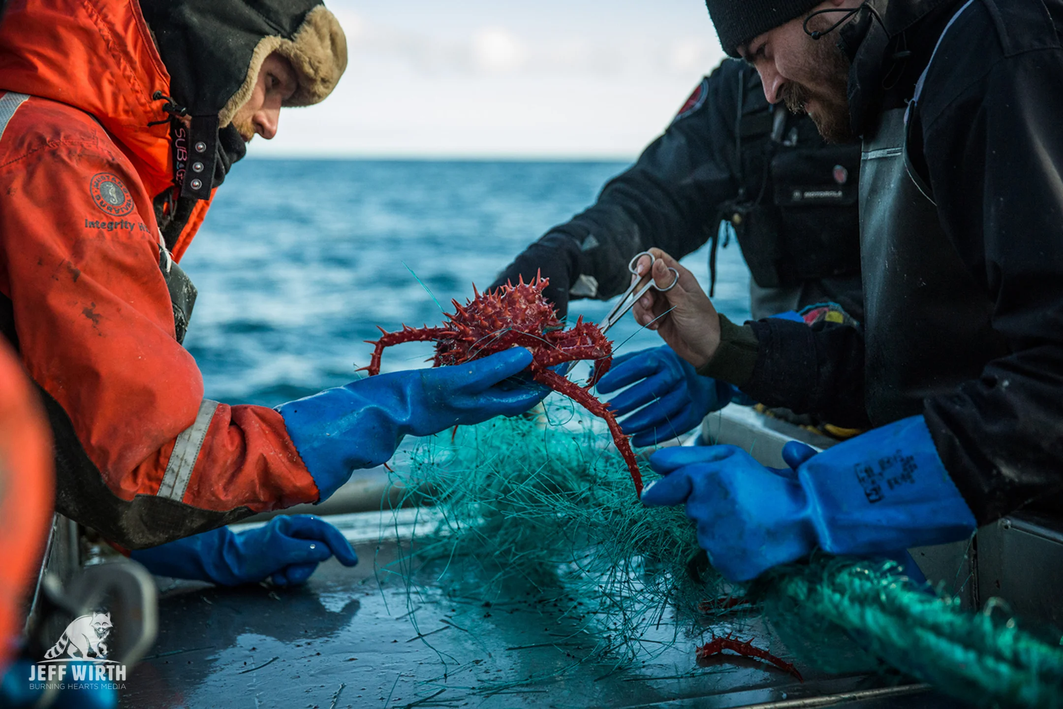 An Antarctic king crab is carefully cut out of illegal gill-net set by the notorious poaching vessel ‘Thunder’.