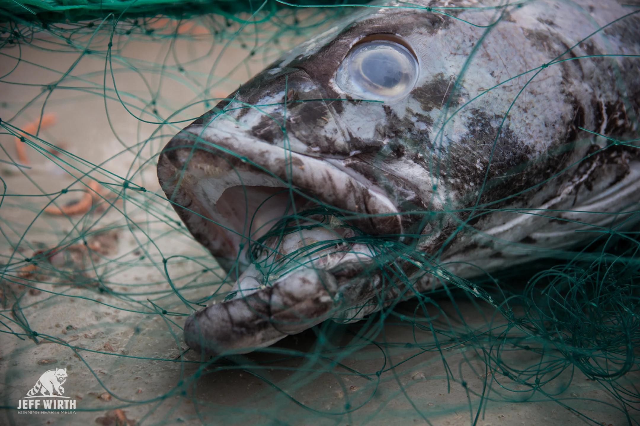 An Antarctic toothfish entangled in illegal gill-net near Antarctica.