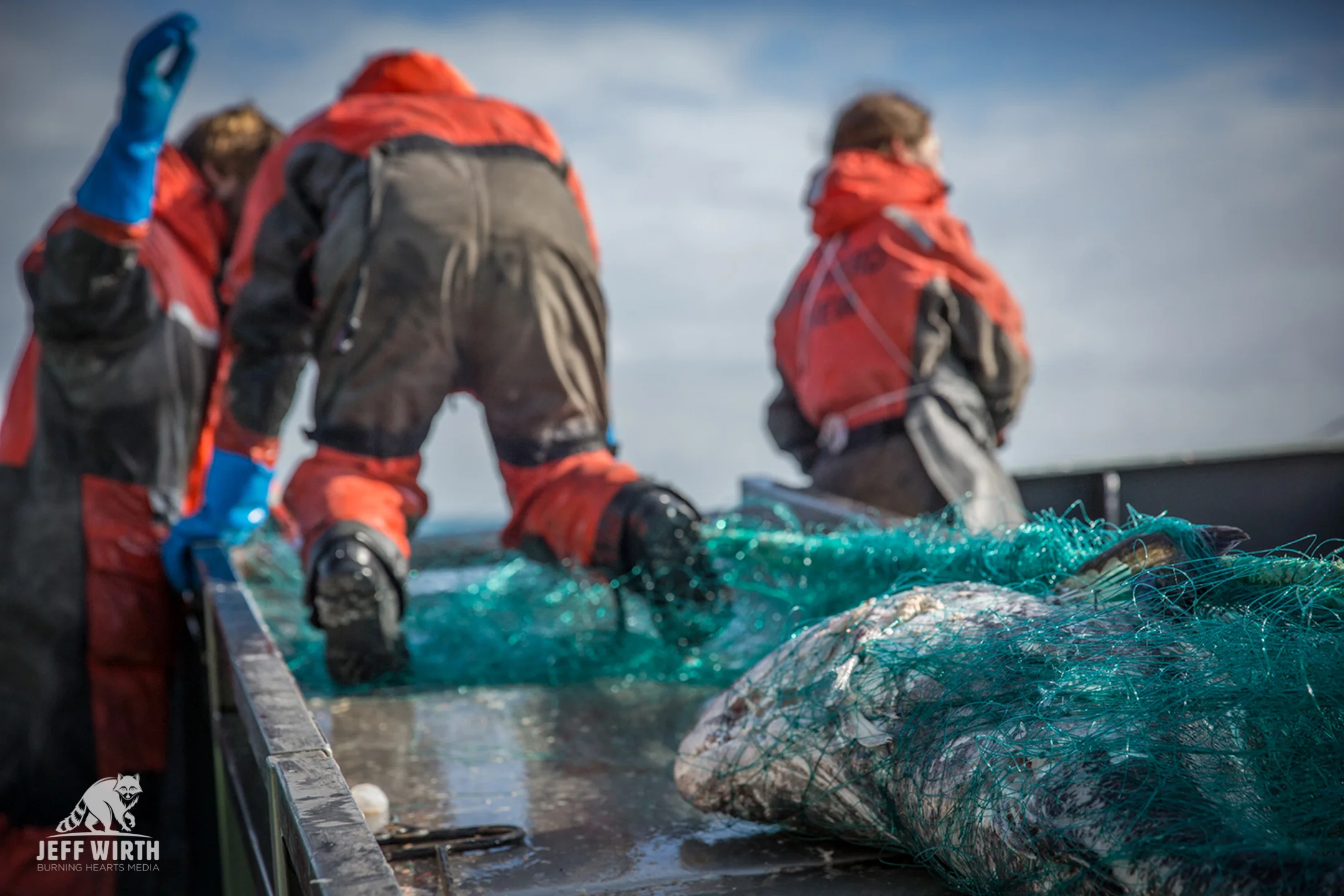 An Antarctic toothfish comes up in an illegal gill-net belonging to the poaching vessel ‘Thunder’ near Antarctica.