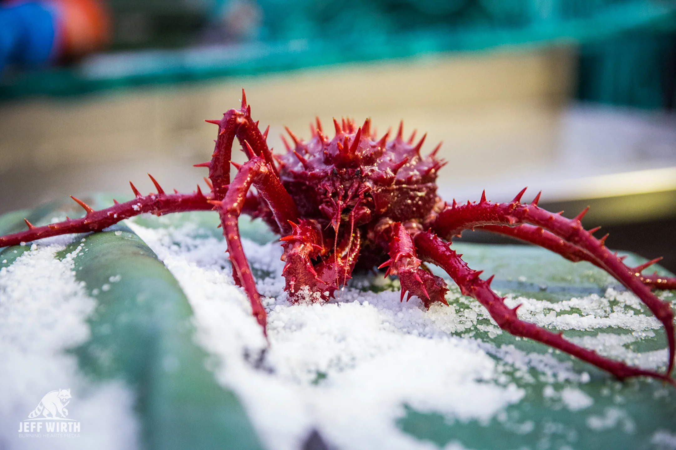 An Antarctic king crab on deck of the MV Sam Simon near Antarctica.