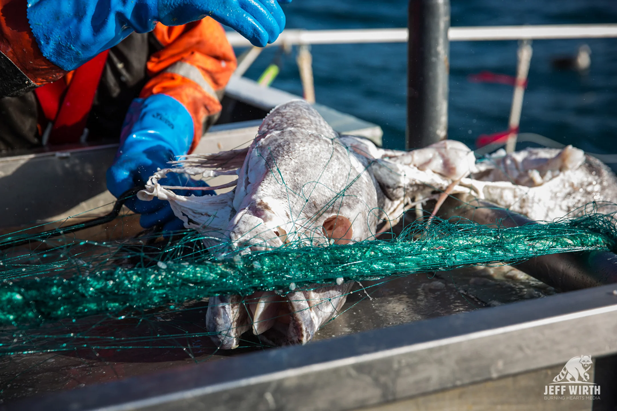 An Antarctic toothfish comes up in an illegal gill-net belonging to the poaching vessel ‘Thunder’ near Antarctica.