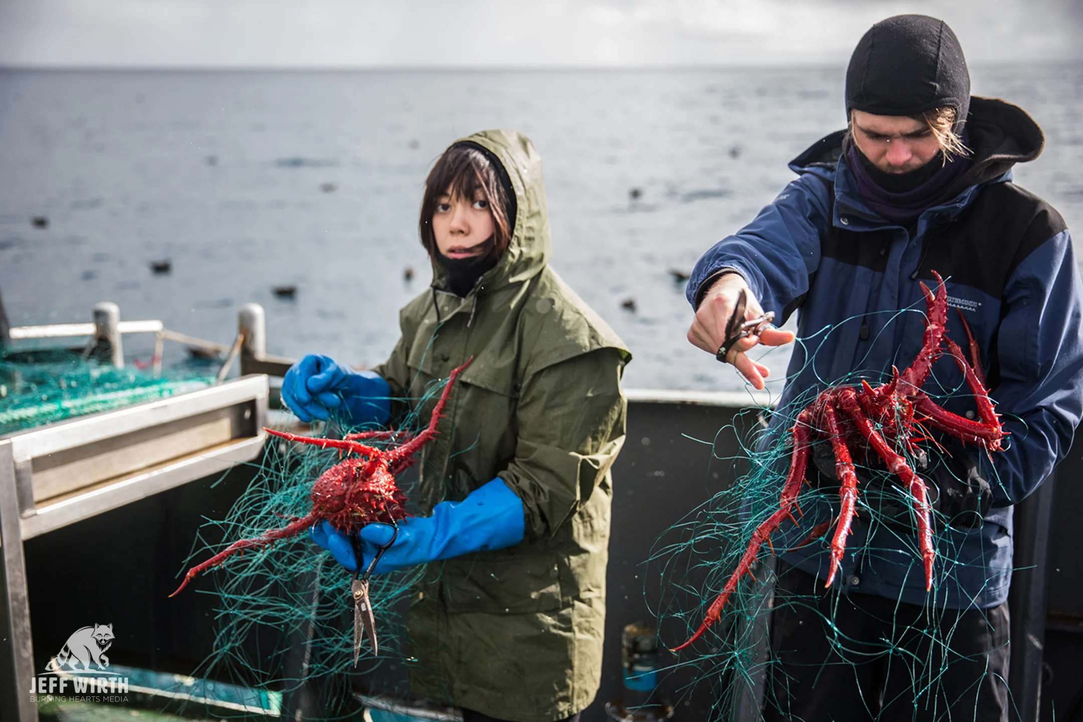 Antarctic king crabs are carefully cut out of illegal gill-net set by the notorious poaching vessel ‘Thunder’ near Antarctica.