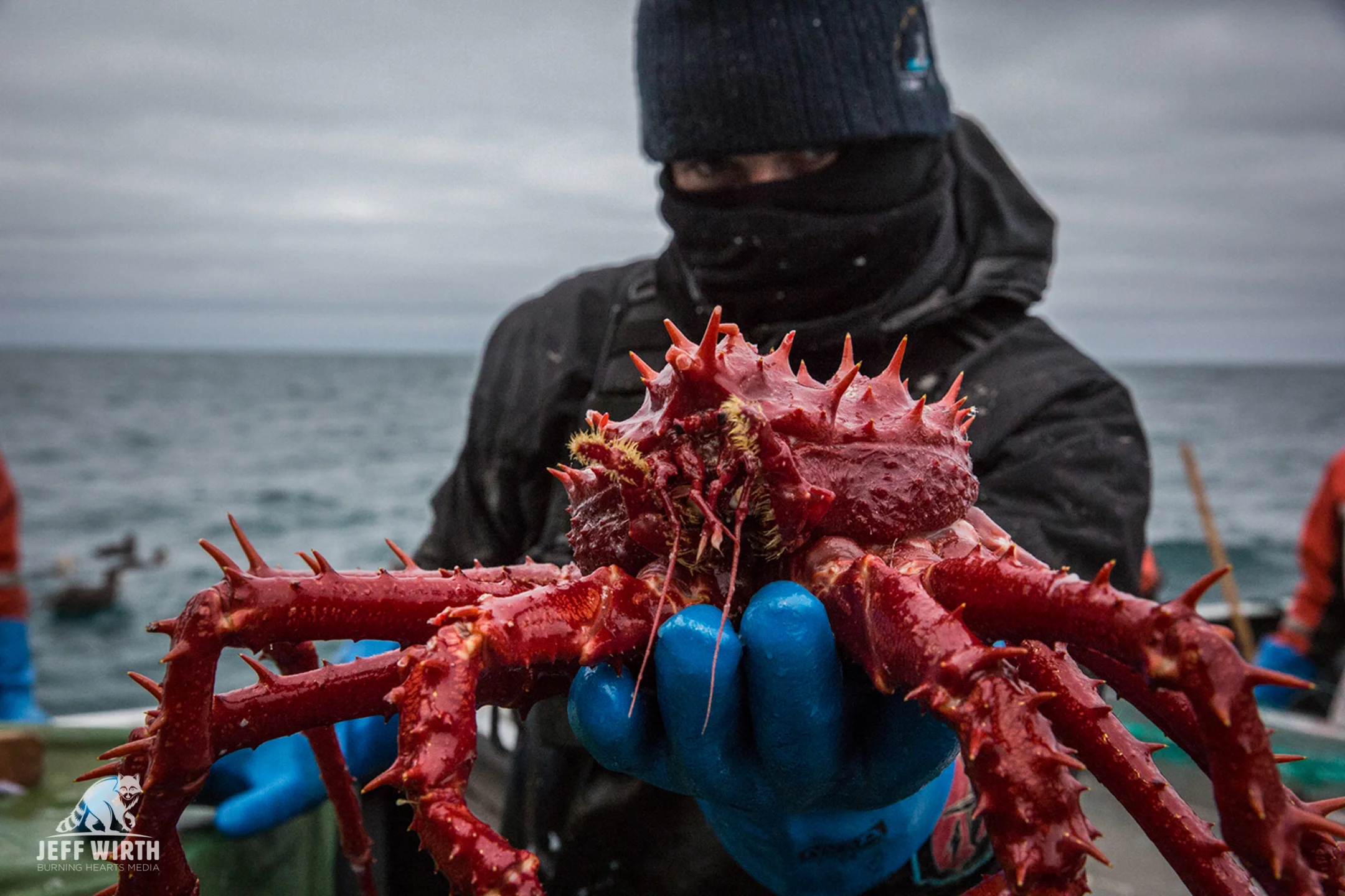 An Antarctic king crab is held by MV Sam Simon ship bosun Giacomo near Antarctica.