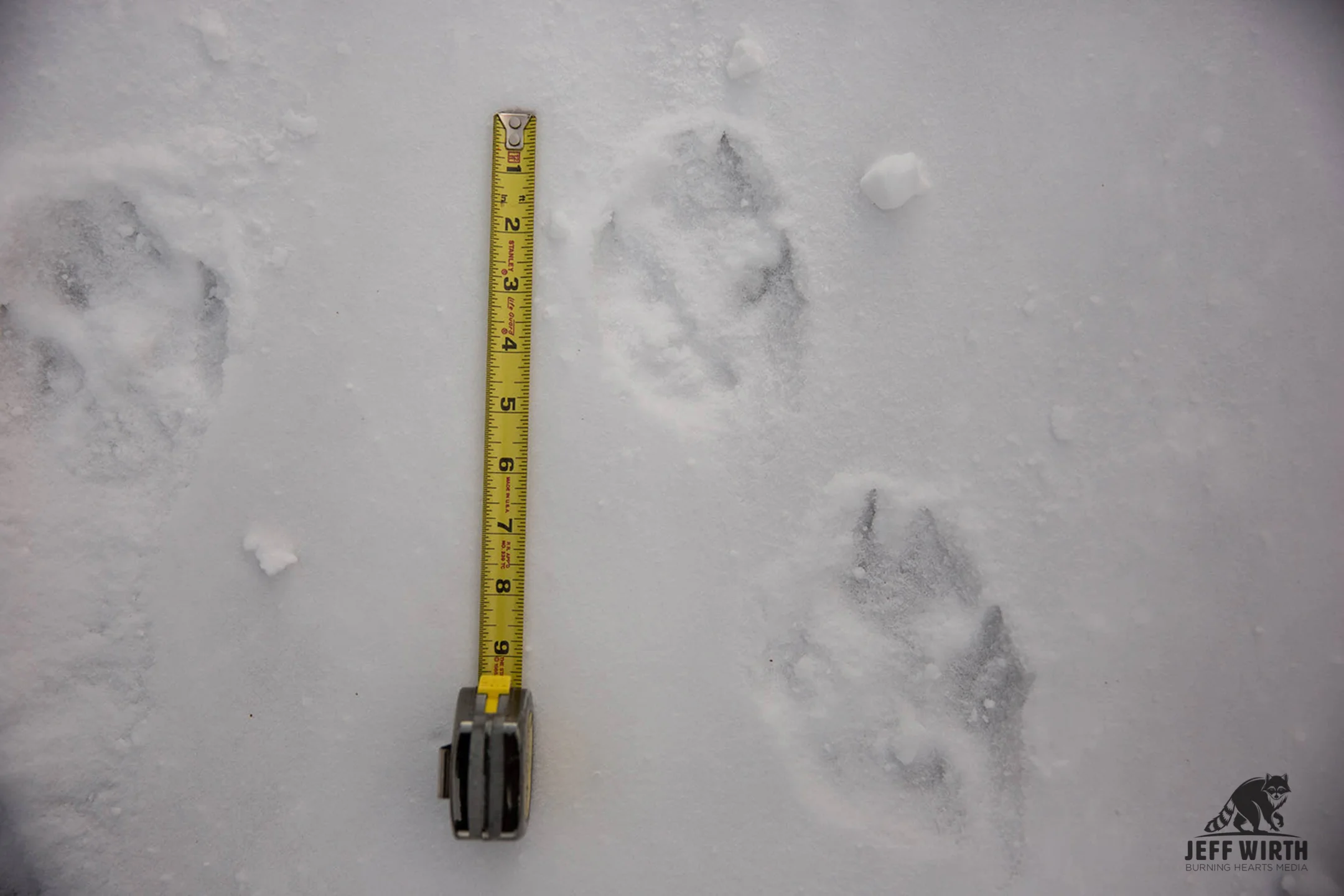 Canadian gray wolf tracks. BC, Canada.