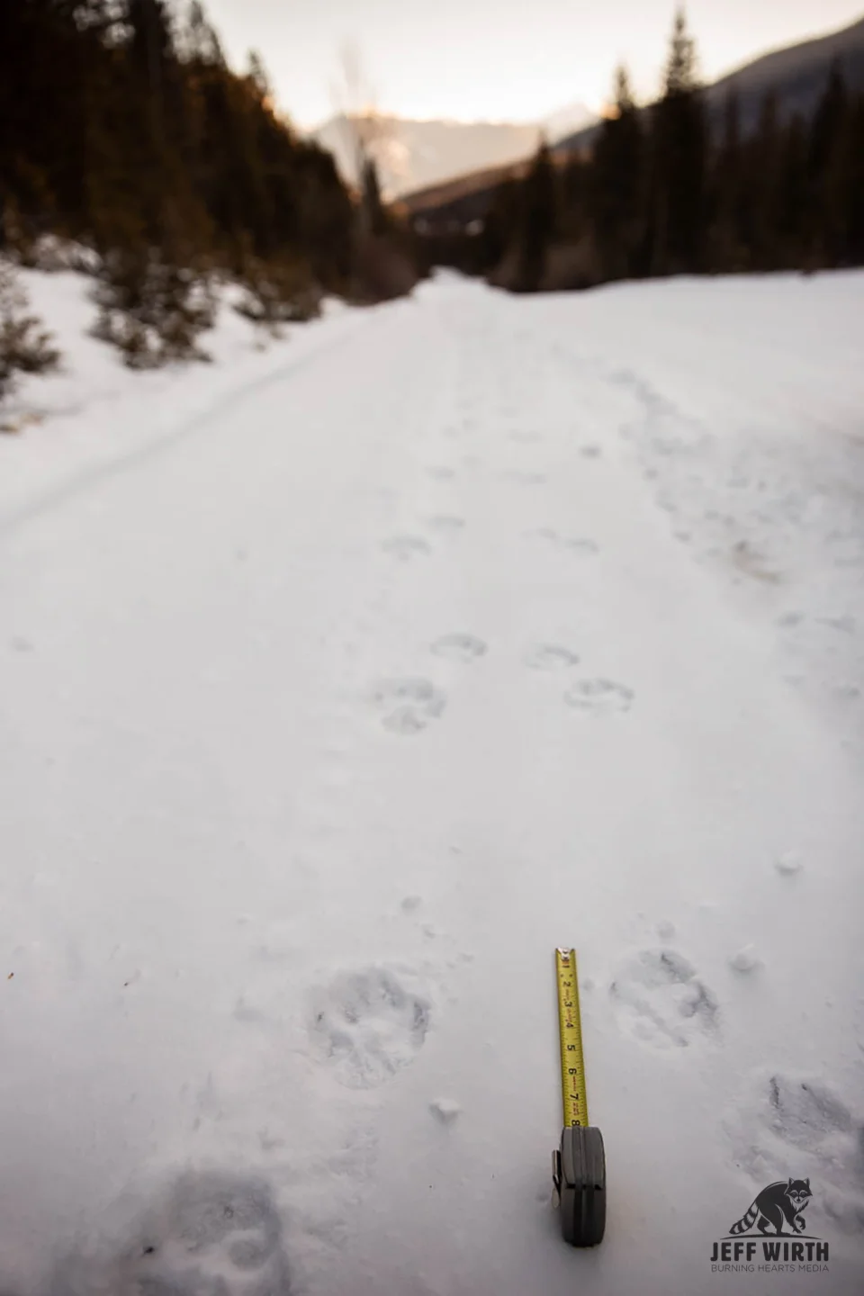 Measuring the tracks of a wolf pack that we were trailing a few minutes behind. BC, Canada.