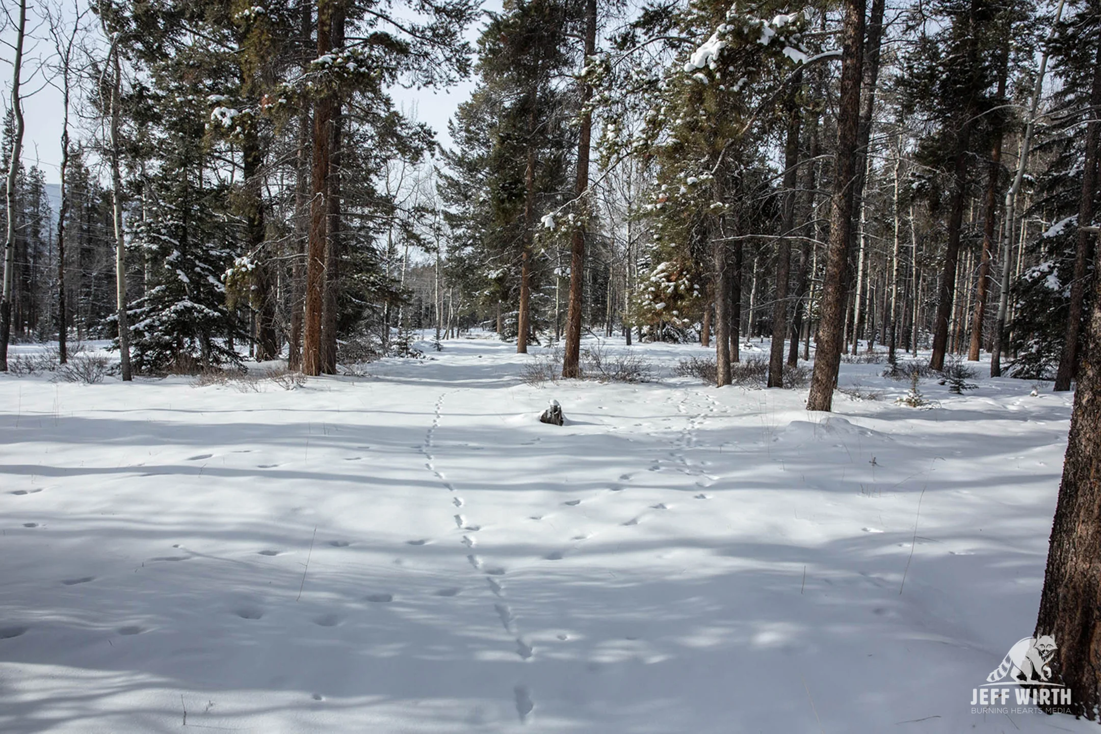 Mule deer tracks in every direction in BC, Canada.