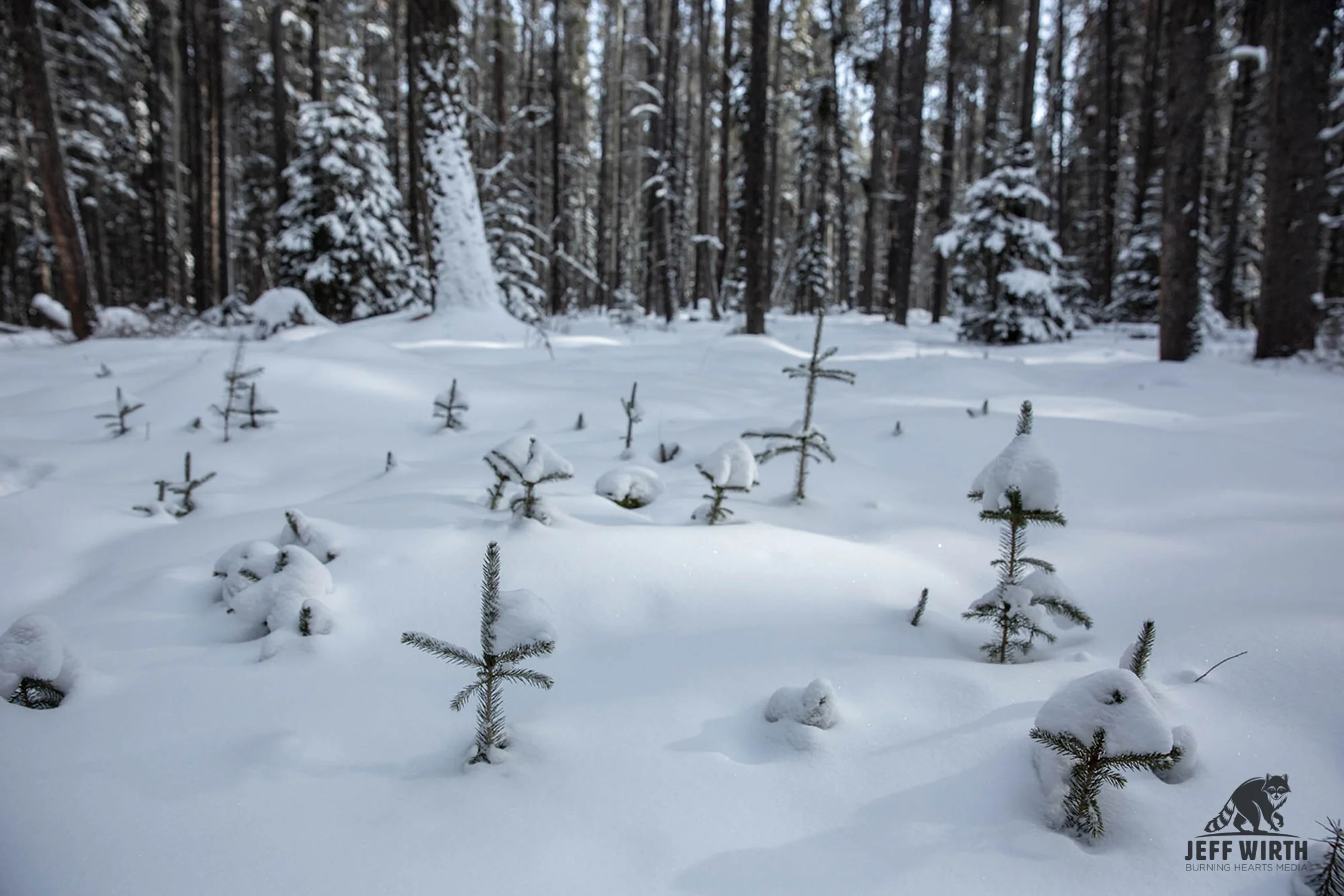 Small spruce trees are covered by think snowfall in BC, Canada.