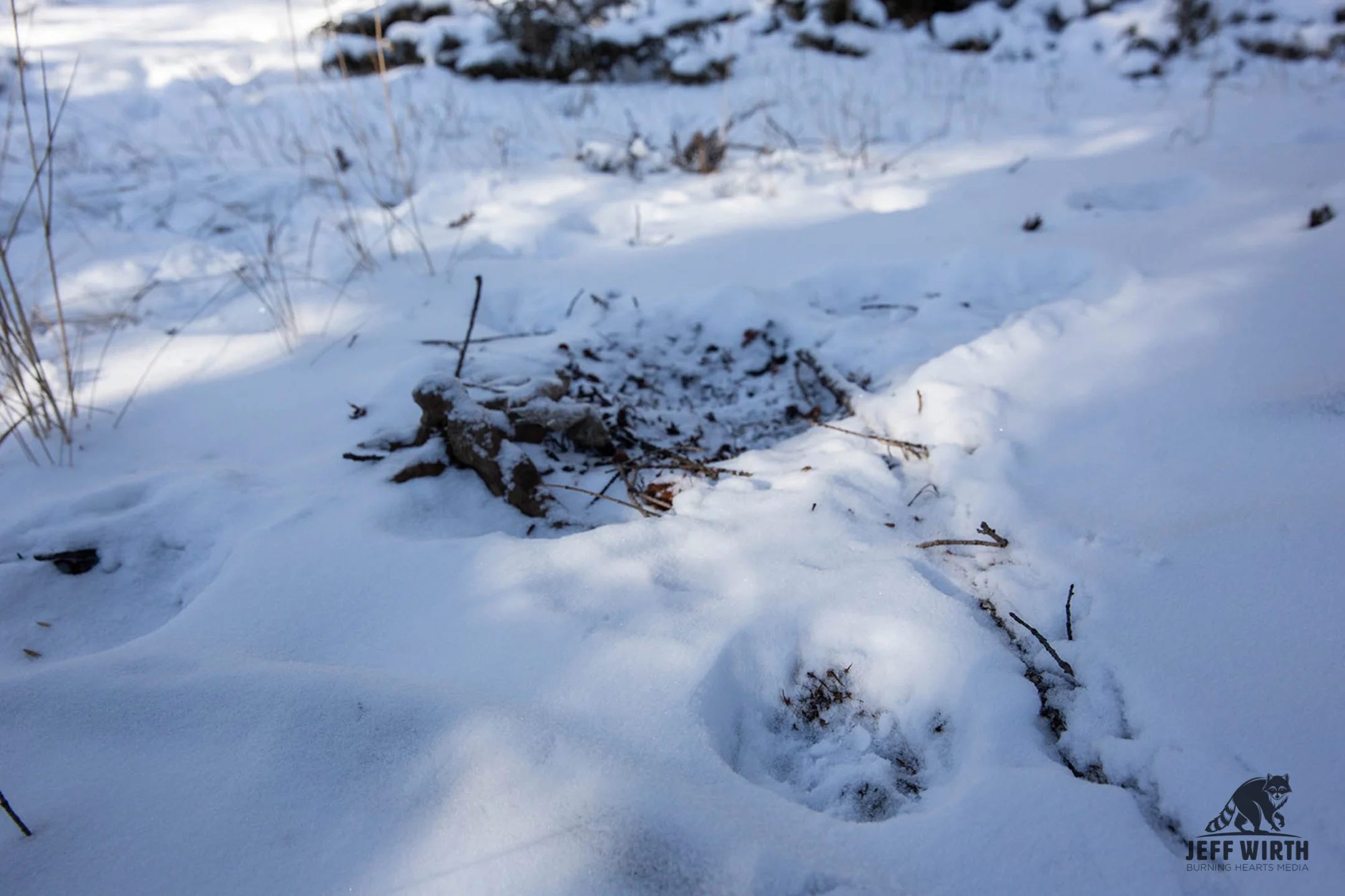 A cougar track and scrape in the deep snow of BC, Canada.