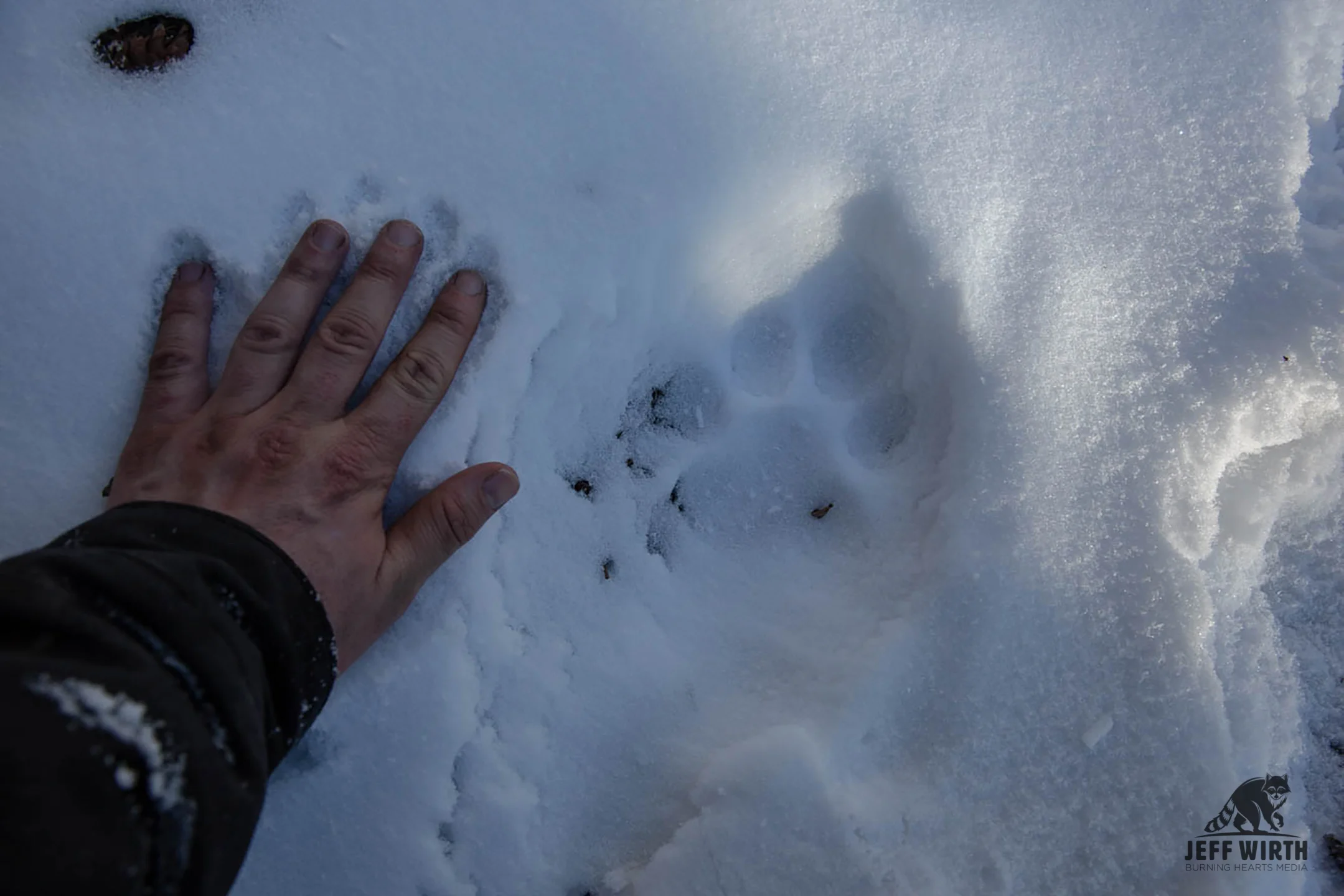 Fresh tracks of a large male cougar in BC, Canada.