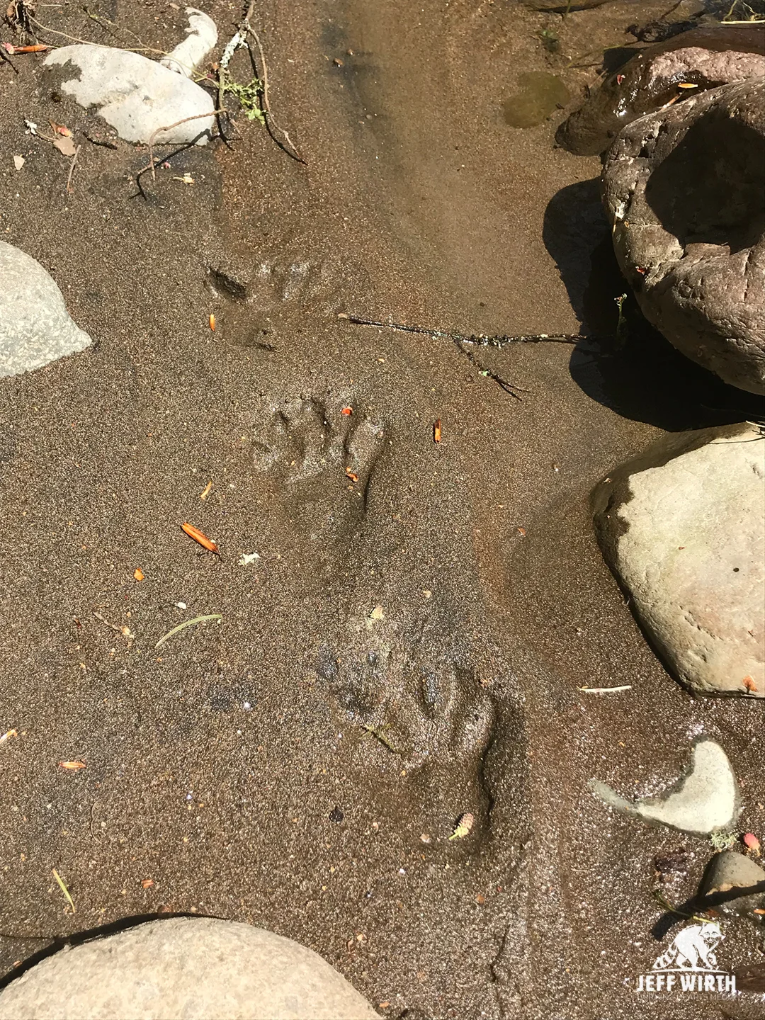 Raccoon tracks along river in Washington state.