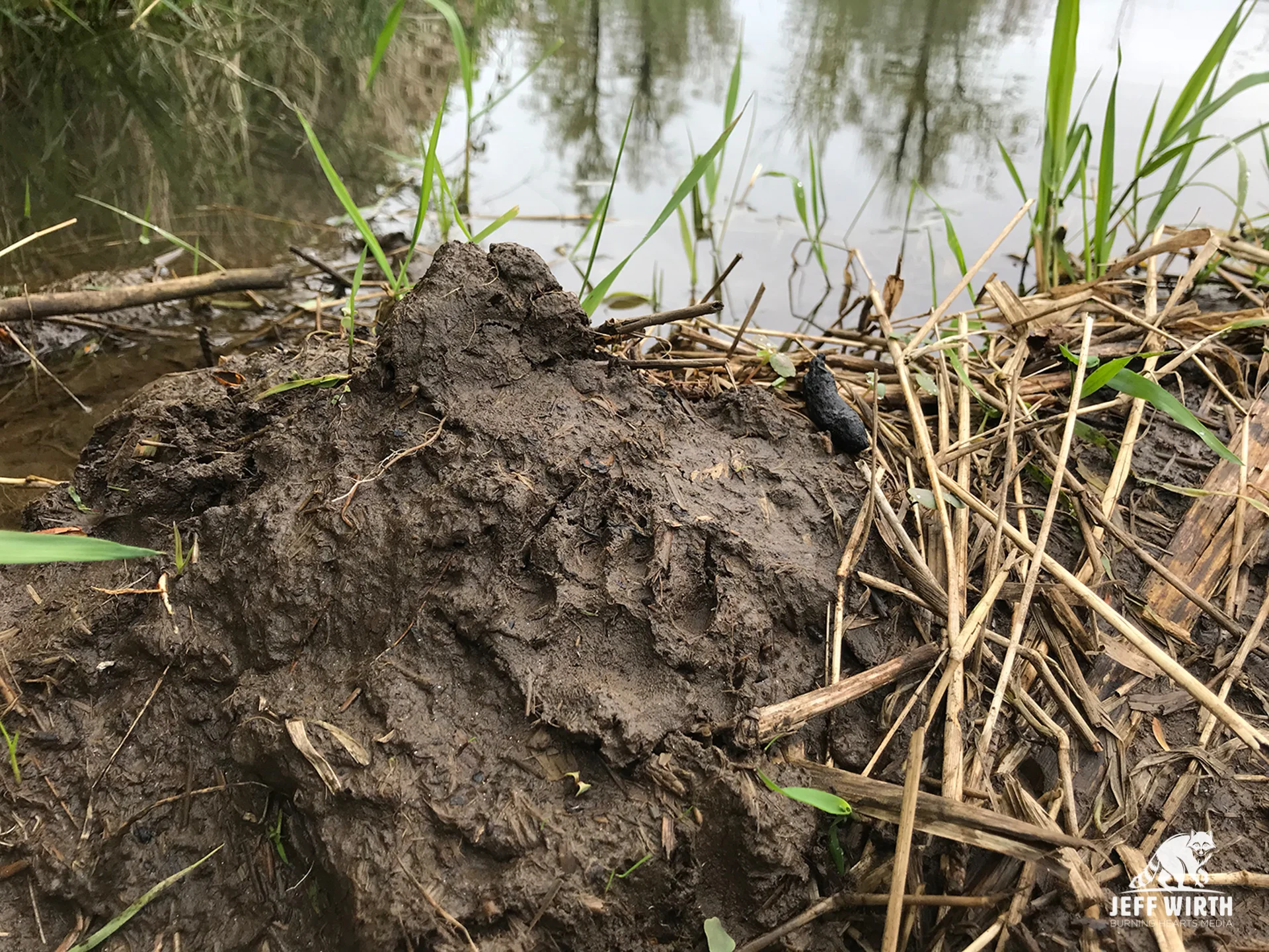 River otter track with Nutria scat in background found along river in Washington state.