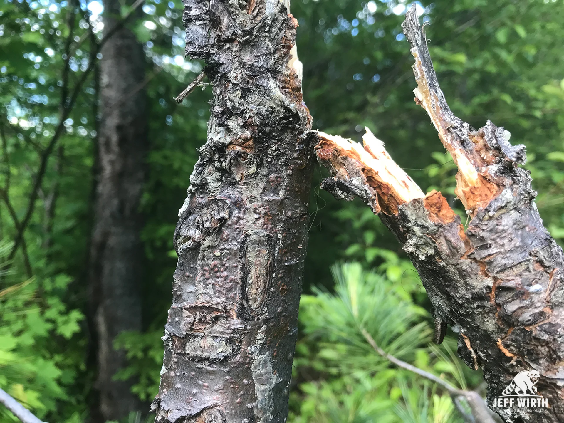 Black bear fur stuck on rub tree used during marking behavior in Washington state.