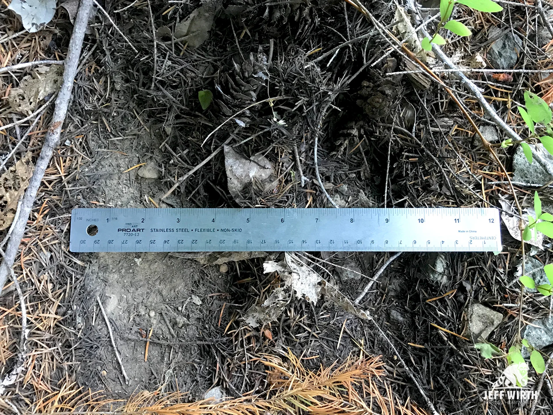 A large cougar scrape made during communication and marking behavior in Cascade range in Washington state.