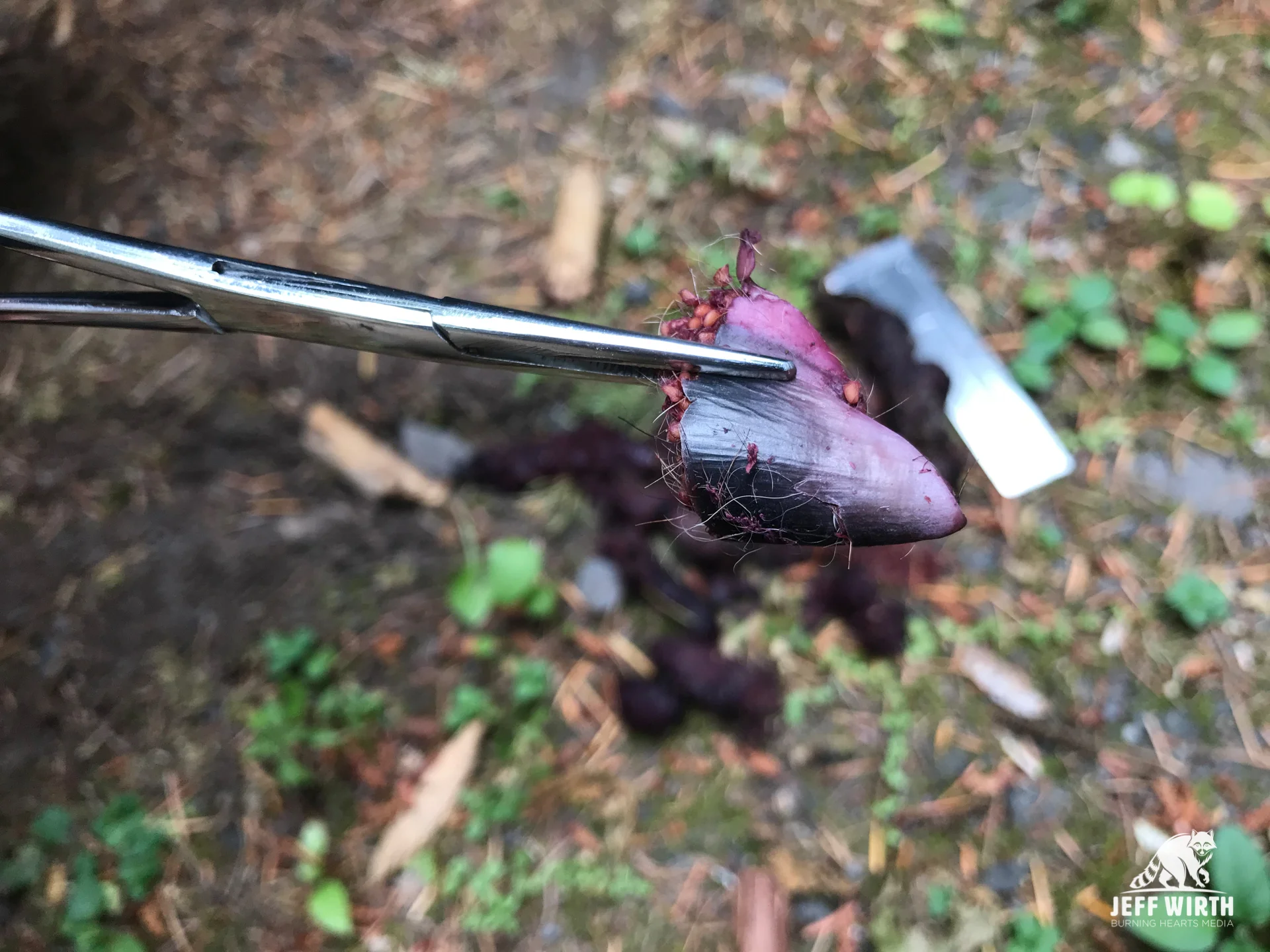 Black-tail deer hoof pulled out of berry filled coyote scat in Washington state.