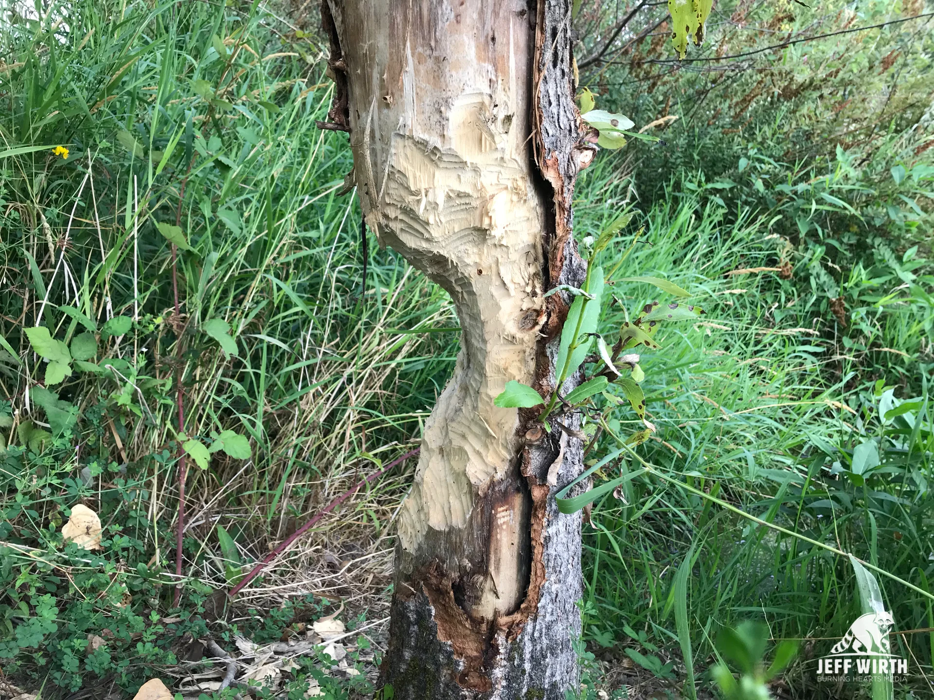 Beaver tree gnawing sign on tree along Columbia river in Washington state.
