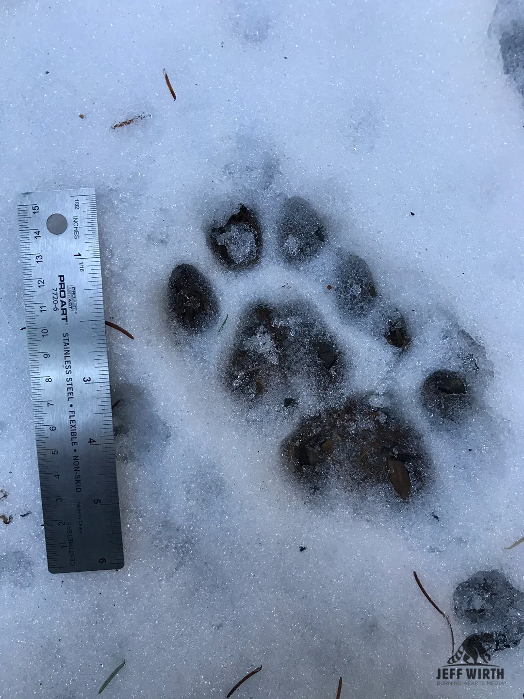 Cougar tracks frozen in time thanks to snow and ice. Cascade range, Washington state.