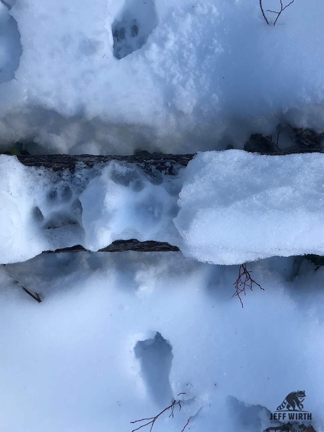 Cougar track impressions on downed tree made while stepping, on and over tree. Cascade range, Washington state.