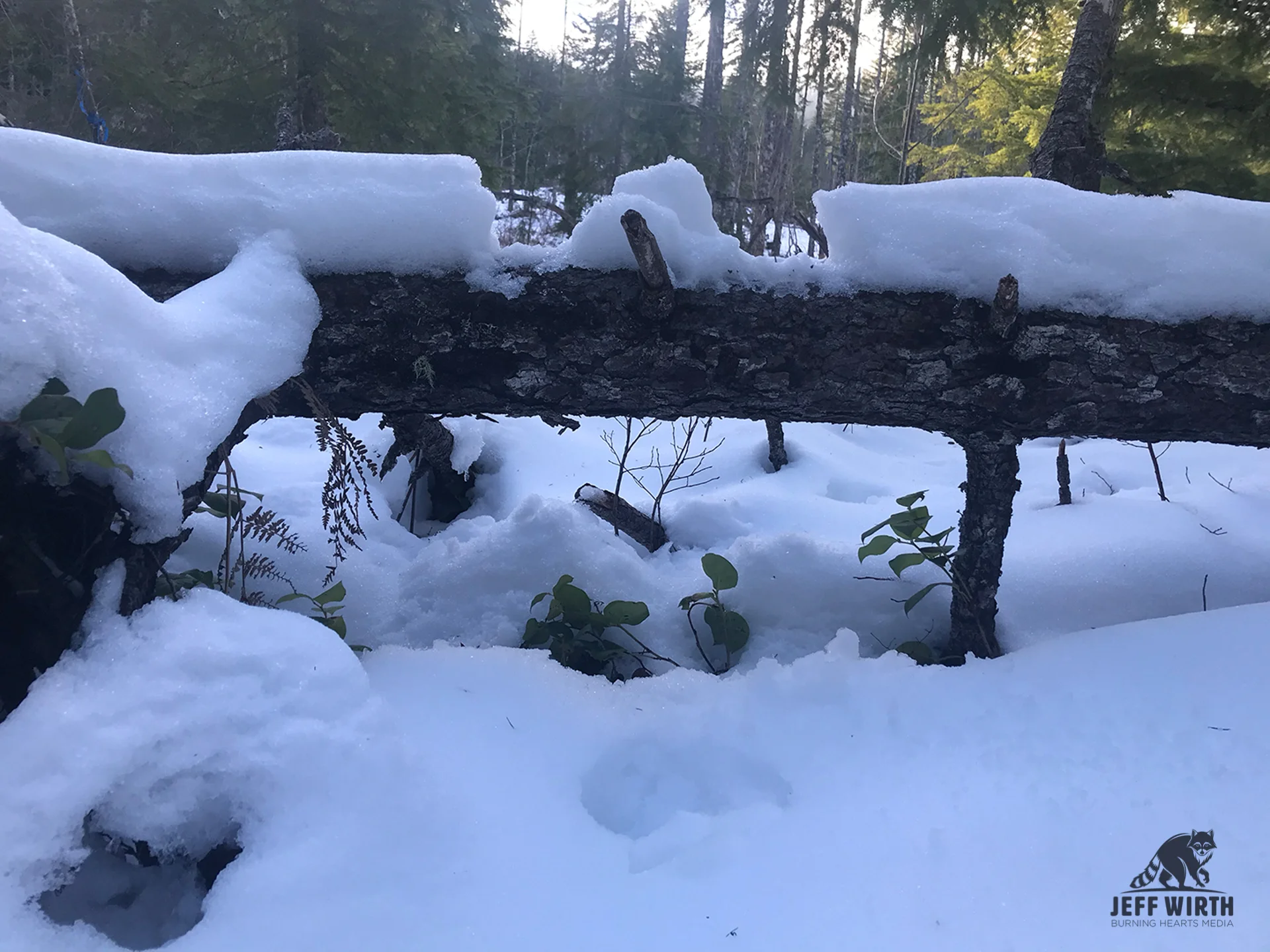 Cougar track impressions on downed tree made while stepping, on and over tree. Cascade range, Washington state.