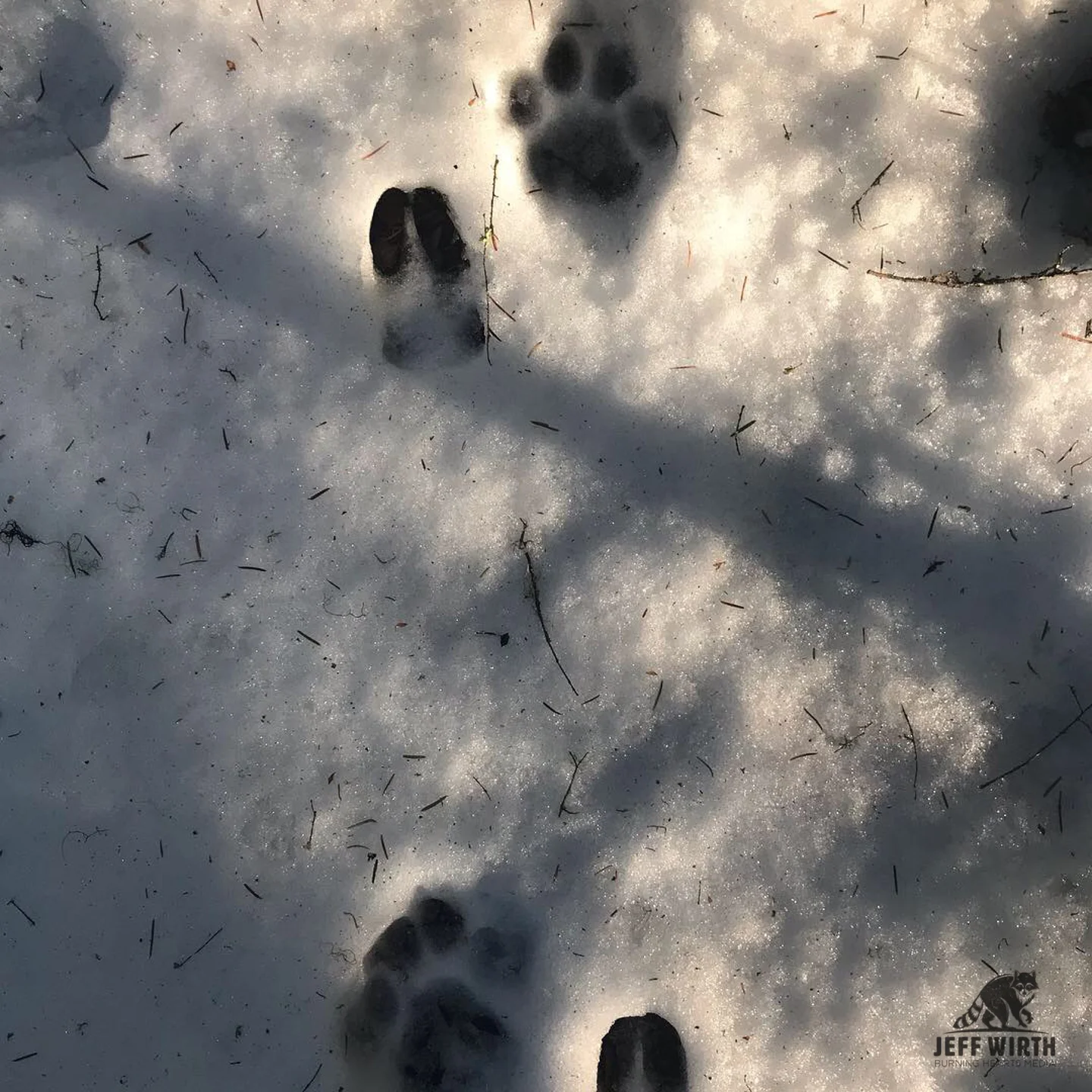 Cougar tracks alongside black-tail deer tracks found in cascade range in Washington state.
