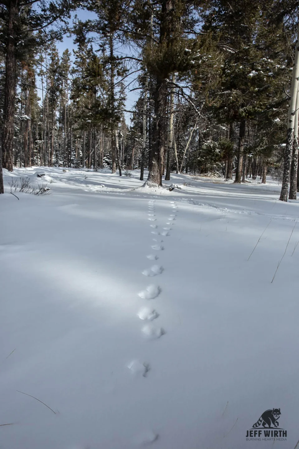 Beautiful track formations caused by two mule deer in Alberta, Canada.