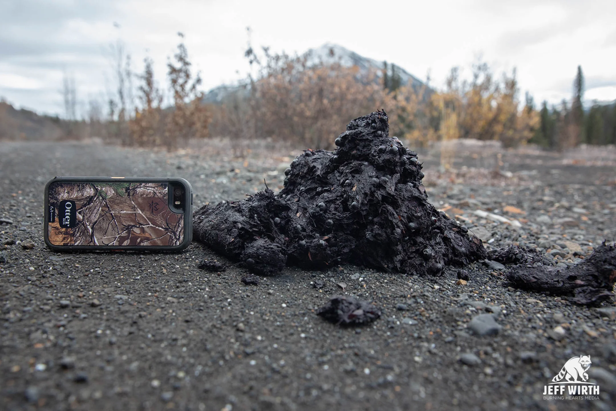 Berry filled grizzly bear scat with phone for size comparison. Sacred Headwaters, BC, Canada.