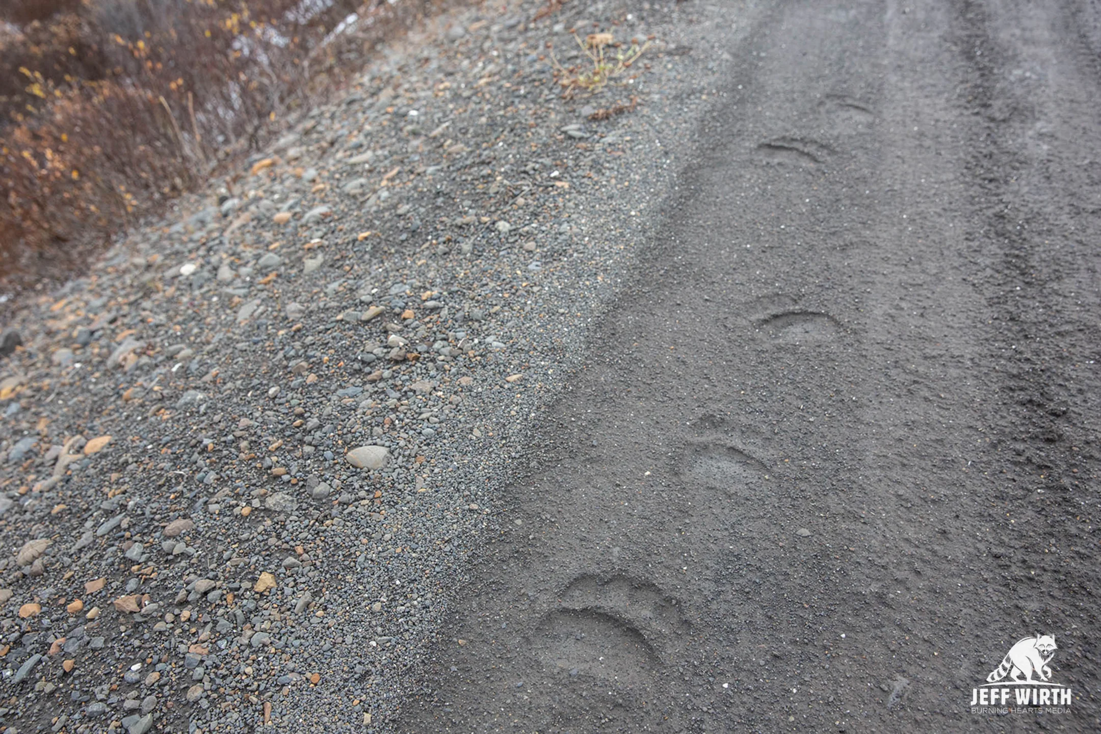 Black bear tracks along road in BC, Canada