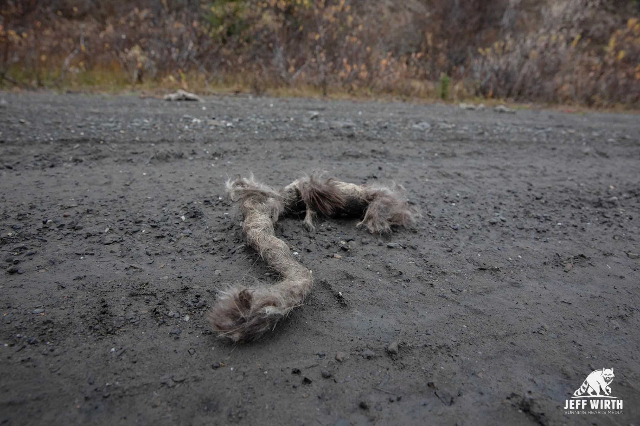 Gray wolf scat deposited on the road in the Sacred Headwaters, BC, Canada.