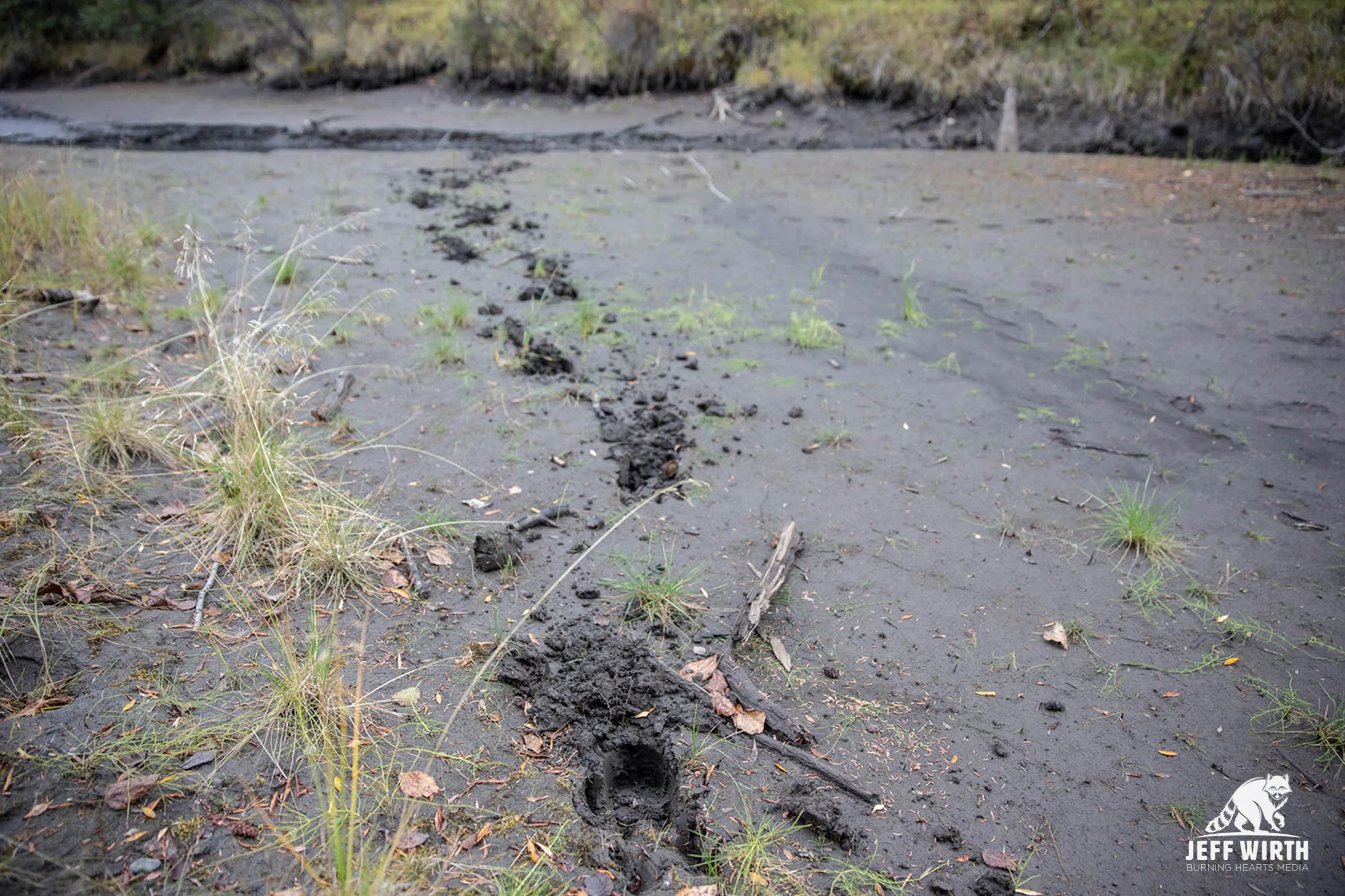 Moose tracks made in deep mud in the Sacred Headwaters, BC, Canada.