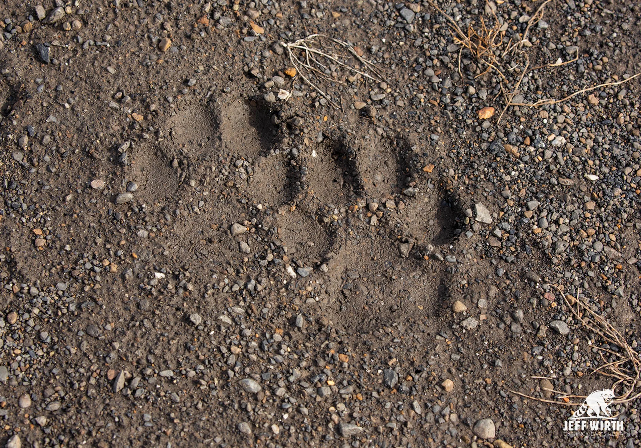 Gray wolf tracks in the Sacred Headwaters, BC, Canada.