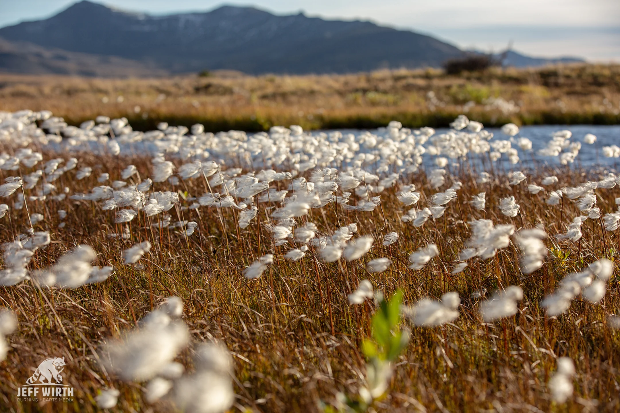 A field of cottongrass sway in the wind on a warm fall day in the Sacred Headwaters. Sacred Headwaters, BC, Canada.