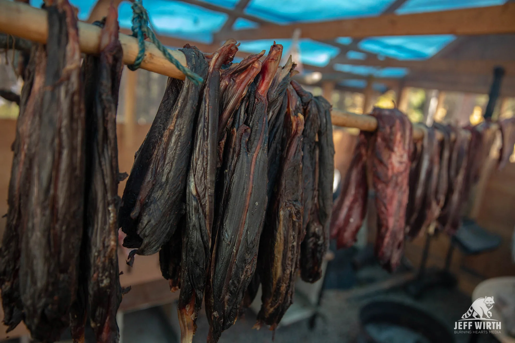 Moose meat is placed on drying racks in the smoke house. This adult moose will feed multiple families for two to three weeks in the near by community of Iskut. Sacred Headwaters, BC, Canada.