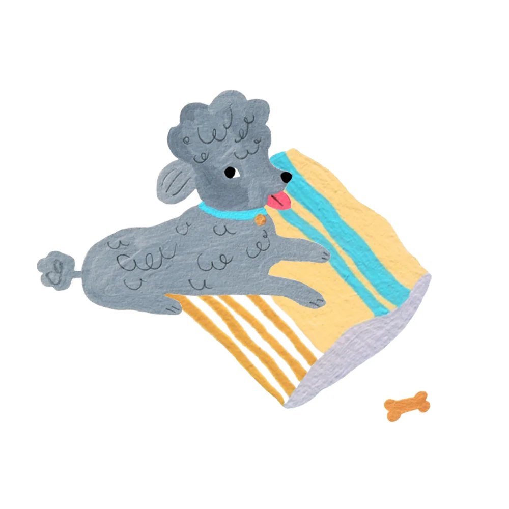 Gray poodle
