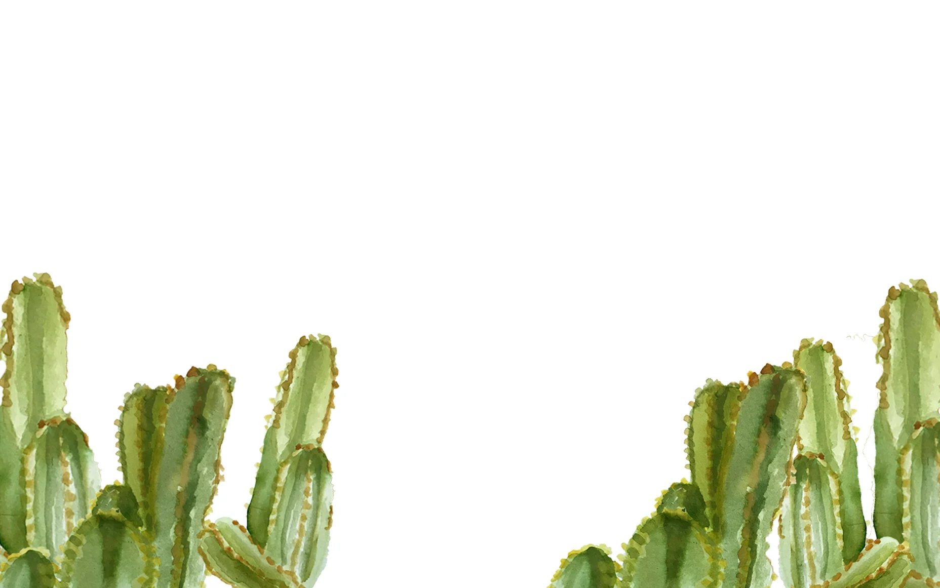 New_SanPedroCactus_nobackground.jpg