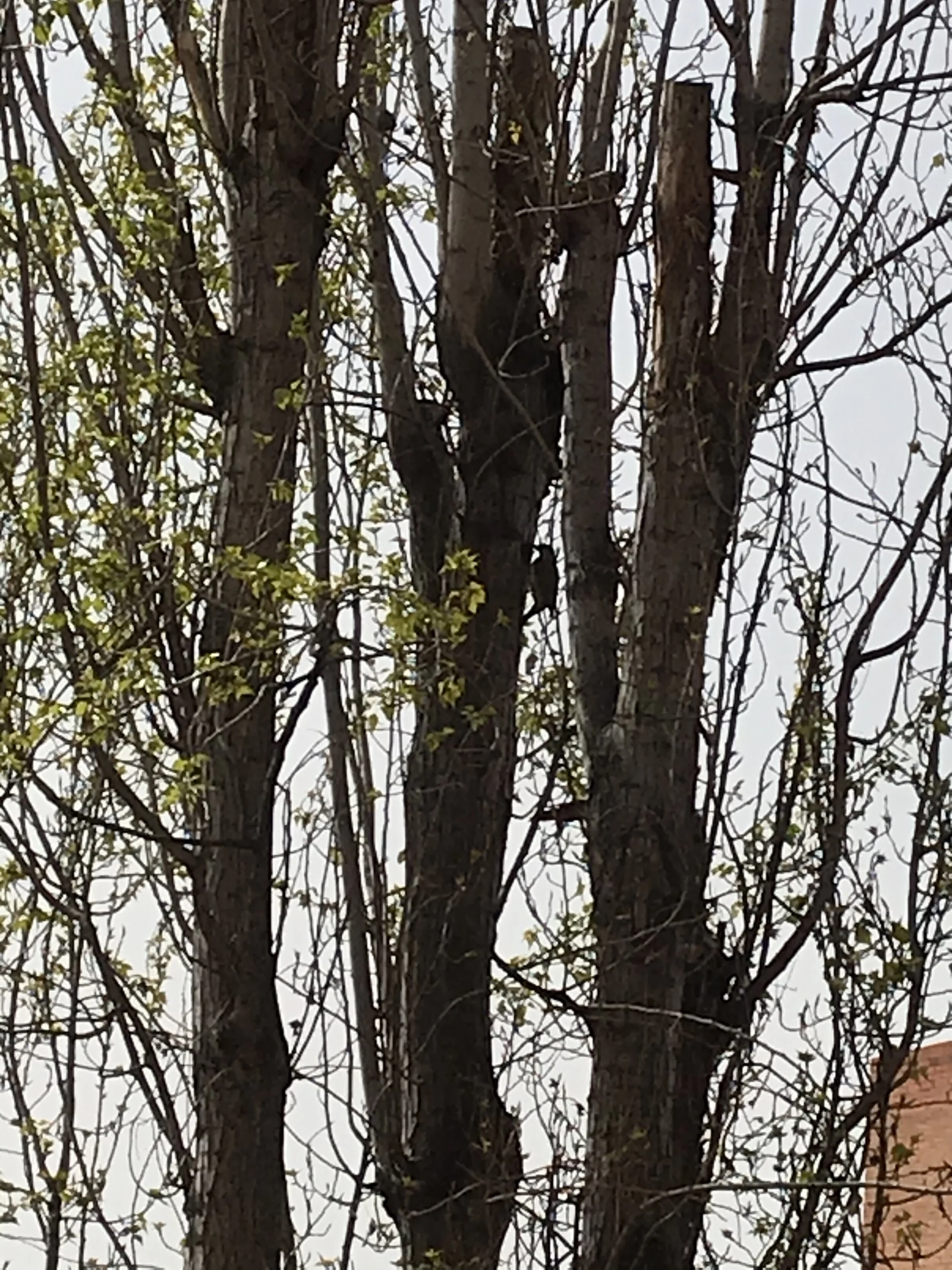 El día después, no tiene una fórmula matemática y sí una ruta: los ODS (Agenda 2030)