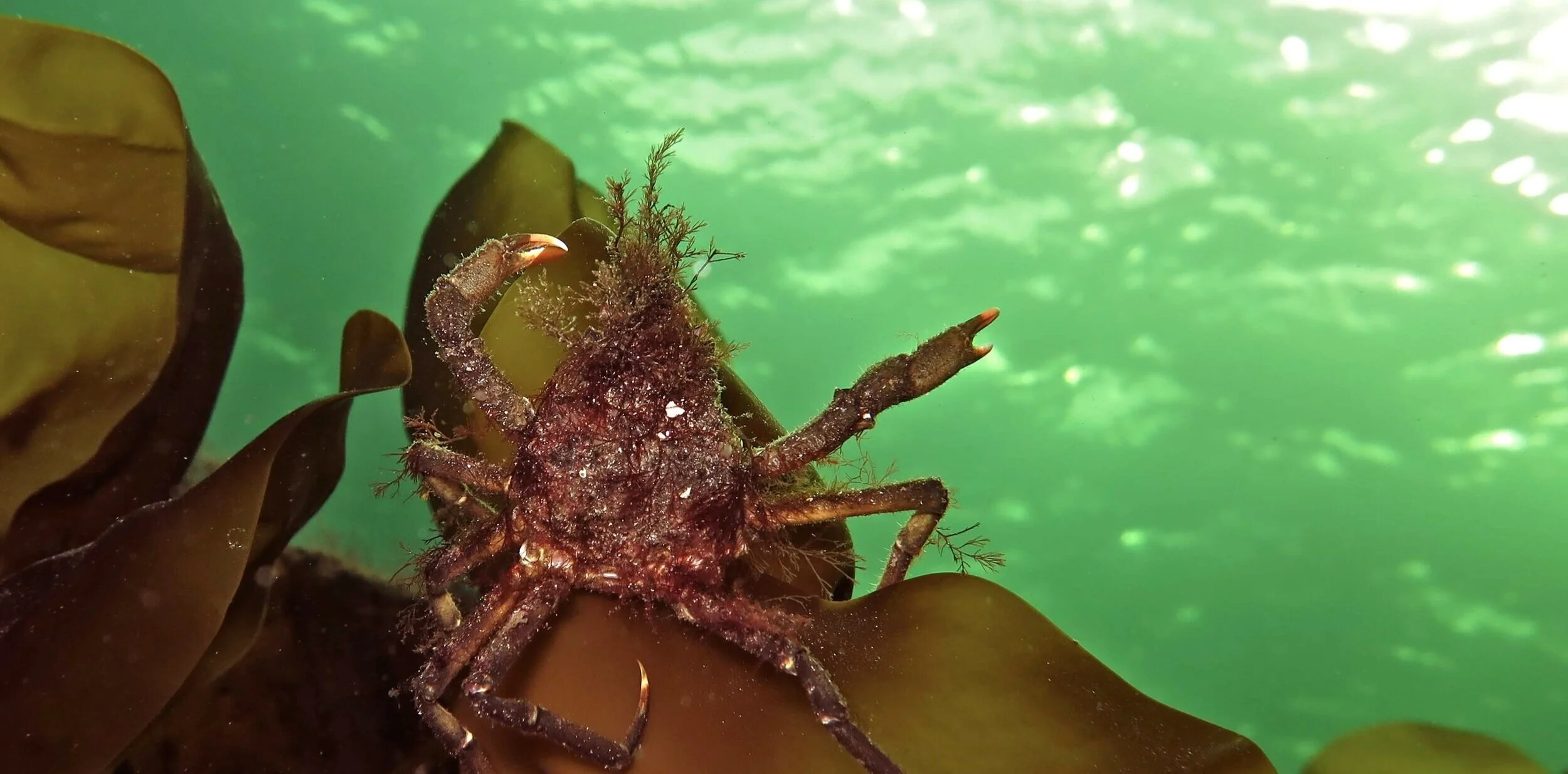 Dab crab. Foto: Tine Kinn Kvamme