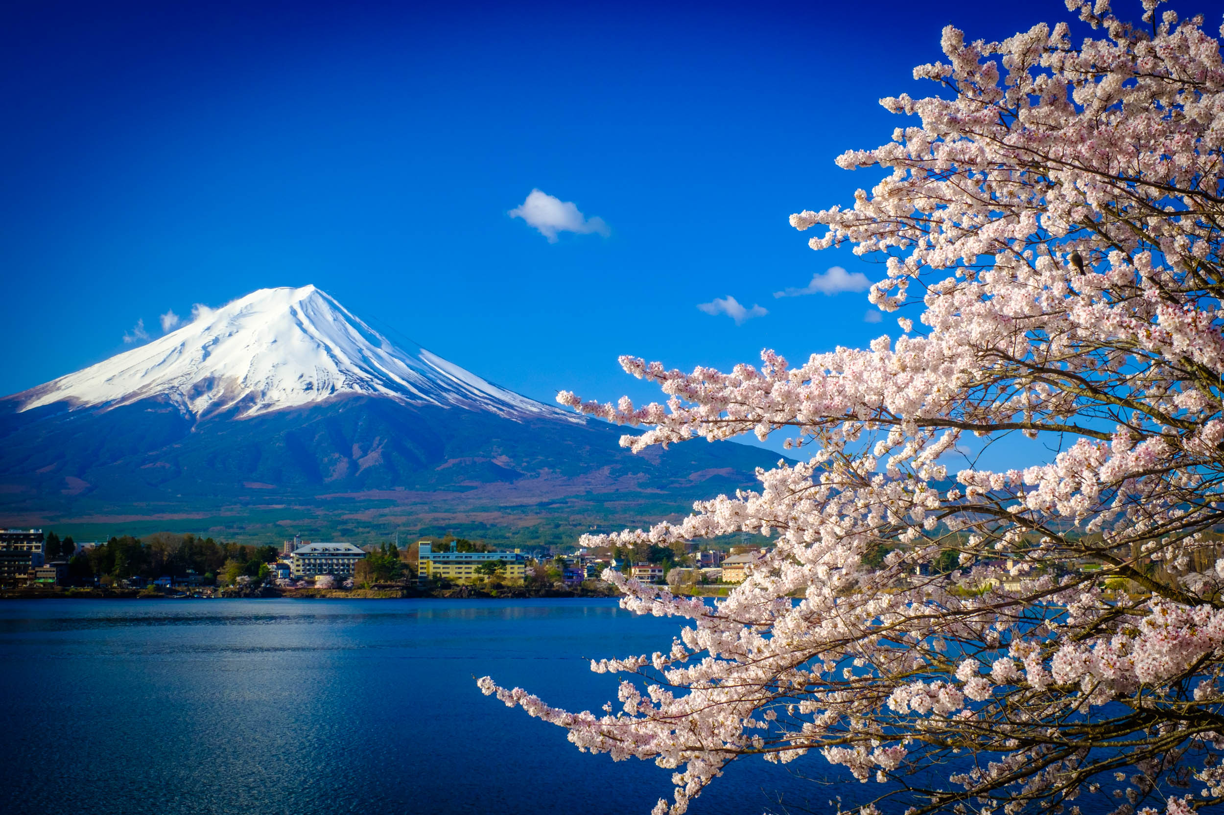 Mt-Fuji,-cherry blossoms.jpg