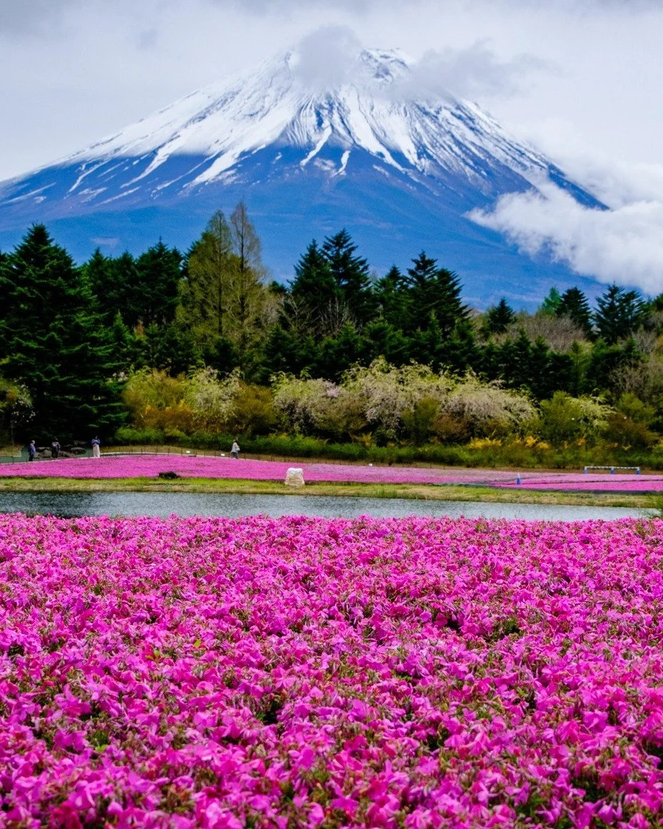 Fuji Shibazakura Festival, Japan
Fields of bright pink moss (shibazakura) stalks blooming in vibrantly hues at the base of Mt. Fuji.

Back from Japan and a finally completed a trip that was originally planned back in 2020 but then covid happend... 

