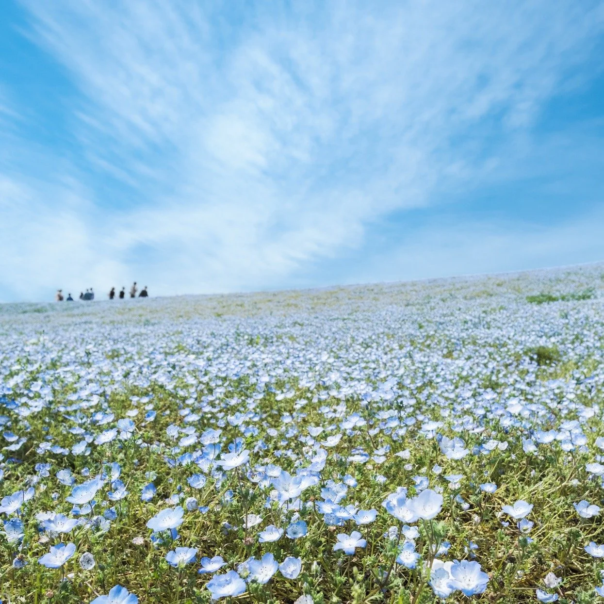 Seas of blue - Hitachi Seaside Park - Japan 🌊💙

Imagine yourself surrounded by rolling fields of blue nemophila flowers that stretch as far as the eye can see!  Every May, Hitachi Seaside Park in Japan transforms into a breathtakingly beautiful des